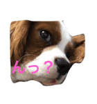 SAMらいふ（個別スタンプ：3）