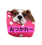SAMらいふ（個別スタンプ：13）