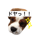 SAMらいふ（個別スタンプ：14）