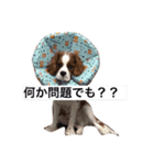 SAMらいふ（個別スタンプ：15）