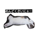 猫 1（個別スタンプ：1）