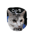 猫 1（個別スタンプ：3）