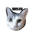 猫 1（個別スタンプ：4）