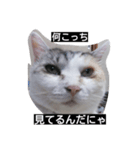 猫 1（個別スタンプ：5）
