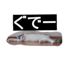 猫 1（個別スタンプ：6）