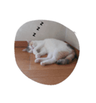 猫 1（個別スタンプ：7）