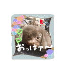 わんちゃんファミリー3（個別スタンプ：1）