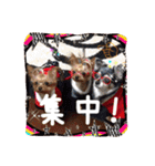 わんちゃんファミリー3（個別スタンプ：3）
