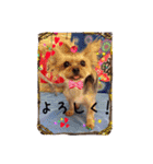 わんちゃんファミリー3（個別スタンプ：5）