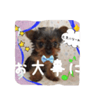 わんちゃんファミリー3（個別スタンプ：9）