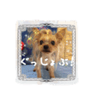 わんちゃんファミリー3（個別スタンプ：11）