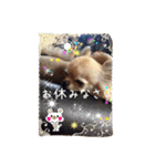 わんちゃんファミリー3（個別スタンプ：14）