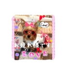 わんちゃんファミリー3（個別スタンプ：16）