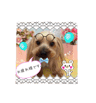 わんちゃんファミリー3（個別スタンプ：23）