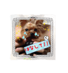 わんちゃんファミリー3（個別スタンプ：24）
