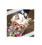 わんちゃんファミリー3（個別スタンプ：29）