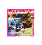 わんちゃんファミリー3（個別スタンプ：31）