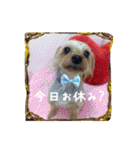 わんちゃんファミリー3（個別スタンプ：33）