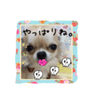 わんちゃんファミリー3（個別スタンプ：36）