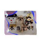 わんちゃんファミリー3（個別スタンプ：38）