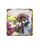 わんちゃんファミリー3（個別スタンプ：39）