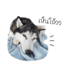 Nung Lucky Lovely Fake Dog.（個別スタンプ：1）