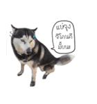 Nung Lucky Lovely Fake Dog.（個別スタンプ：7）