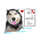 Nung Lucky Lovely Fake Dog.（個別スタンプ：8）