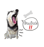 Nung Lucky Lovely Fake Dog.（個別スタンプ：13）