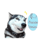 Nung Lucky Lovely Fake Dog.（個別スタンプ：14）