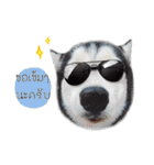 Nung Lucky Lovely Fake Dog.（個別スタンプ：15）