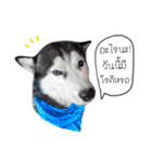 Nung Lucky Lovely Fake Dog.（個別スタンプ：20）