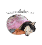 Nung Lucky Lovely Fake Dog.（個別スタンプ：23）