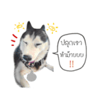 Nung Lucky Lovely Fake Dog.（個別スタンプ：25）