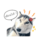 Nung Lucky Lovely Fake Dog.（個別スタンプ：31）