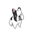 Ringo the Frenchie（個別スタンプ：16）