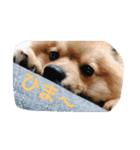 ポメのポコちゃん（個別スタンプ：4）