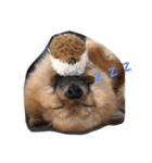 ポメのポコちゃん（個別スタンプ：5）