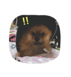 ポメのポコちゃん（個別スタンプ：8）