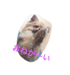ポメのポコちゃん（個別スタンプ：11）