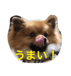 ポメのポコちゃん（個別スタンプ：13）