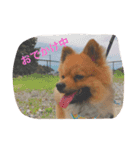 ポメのポコちゃん（個別スタンプ：15）
