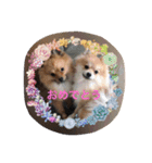 ポメのポコちゃん（個別スタンプ：16）
