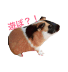 ぴぽとチョコ（個別スタンプ：1）