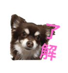 ぴぽとチョコ（個別スタンプ：2）