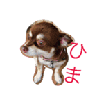 ぴぽとチョコ（個別スタンプ：4）