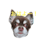 ぴぽとチョコ（個別スタンプ：6）