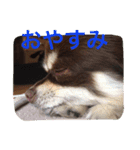 ぴぽとチョコ（個別スタンプ：11）