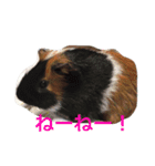 ぴぽとチョコ（個別スタンプ：12）