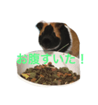 ぴぽとチョコ（個別スタンプ：14）